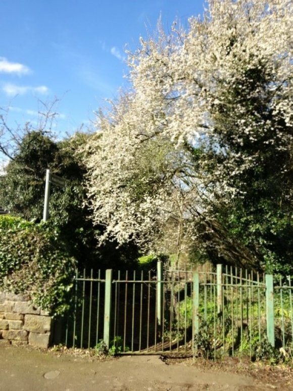 Barrow Stile Footpath, Back Lane